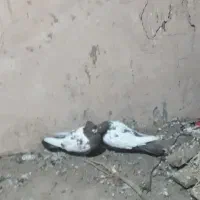 کفتر سینه جفت ب سرت تخم جوجه|پرنده|نوده انقلاب, |دیوار