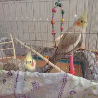 عروس هلندی یک جفت نرو ماده