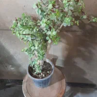 فروش پک 5 تایی گیاهان اپارتمانی شاداب و زیبا