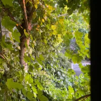 فروش-سه-یا-شش-دانگ-از-باغ-ویلا-بصورت-نقد-و-شرایط