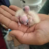 یک جفت عروس هلندی مولد|پرنده|پاکدشت, پاکدشت (مامازند)|دیوار