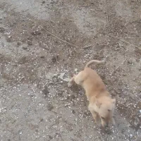 سگ بازیگوش|حیوانات|نیشابور, شریعتی|دیوار