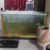 اکواریوم با سه عدد ماهی