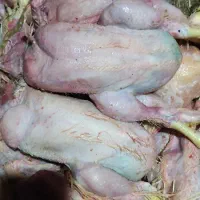 غذای سگ|لوازم جانبی حیوانات|پیر بکران, |دیوار