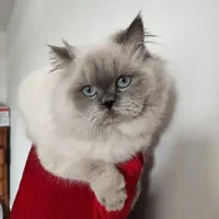 میکس بریتیش پرشین|گربه|ری, دولتآباد|دیوار