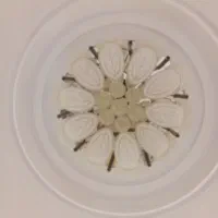 لوستر با لامپ|لوستر و چراغ آویز|تهران, هاشمی|دیوار