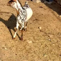 دام خانگی|حیوانات مزرعه|کرمان, |دیوار