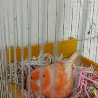 جفت قناری رد فاکتور اورجینال|پرنده|اهواز, کمپلو شمالی|دیوار