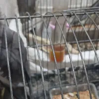 عروس هلندی|پرنده|رشت, سلیمانداراب|دیوار