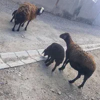 دو عدد میش بره