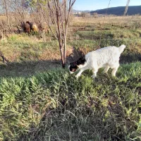 بزغاله ماده