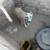 کچ دل فروشی موقعیت سرایان