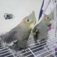 عروس هلندی|پرنده|مشهد, بهار|دیوار