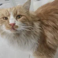 واگذاری گربه طلایی|گربه|زاهدان, |دیوار