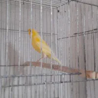 قناری لیمویی