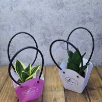 گیفت سانسوریا|گل و گیاه طبیعی|شاهین‌شهر, نبوت|دیوار