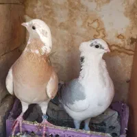 موشی کاکلی|پرنده|سمنان, |دیوار