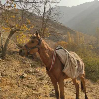 اسب ترکمن|اسب و تجهیزات اسب‌سواری|آسارا, |دیوار