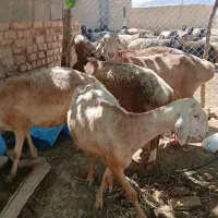 شش عدد میش چینی جوان یک عدد بره دار بقیش آبستن