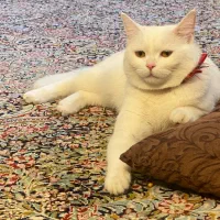 گربه پرشین عروسکی ۳ تومن