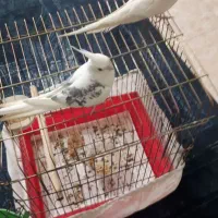 عروس هلندی|پرنده|رشت, استقامت ۲|دیوار