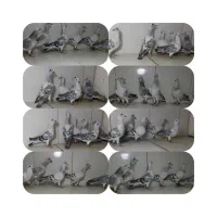 شامی کرمونی