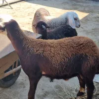 بره نروماده قیمت مناسب