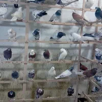 کبوتر فروشی ۱۵۰ طوق|پرنده|کرج, احدآباد|دیوار
