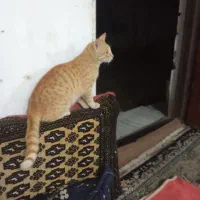 بچه گربه ملوس و ناز