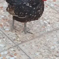 مرغ و خروس چامپینز|حیوانات مزرعه|اهواز, گلدشت|دیوار