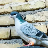 کبوتر
