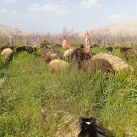 میش بره دار سوزملحه جوان