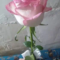 نیازمند خانه اجاره ای یاسرایداری