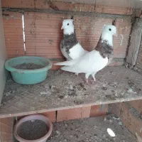 کبوتر|پرنده|گرگان, |دیوار