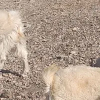 کهره|حیوانات مزرعه|بافت, |دیوار