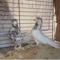 کبوتر پرشی فروشی