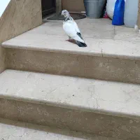 کبوتر|پرنده|شاهینشهر, شهرک پردیس|دیوار