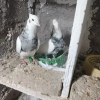 طوقی