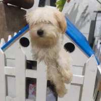 واگذاری سگ شیتزو رایگان