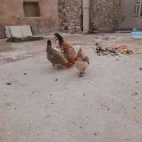 مرغ محلی|حیوانات مزرعه|جم, |دیوار