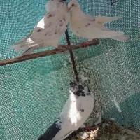 پنج جفت کبوتر پرشی زمانت ساعت بالا|پرنده|بافق, |دیوار