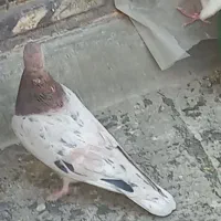 کبوتر اصیل زرد و سرور