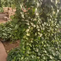 قلمه ریشه دار پتوس خریدارم.