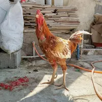 مرغ و خروس و جوجه|حیوانات مزرعه|زاهدان, |دیوار