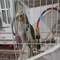 یک عدد عروس هلندی ماده