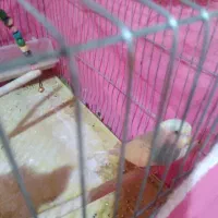 مرغ عشق رینبو