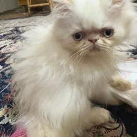بچه گربه پرشین