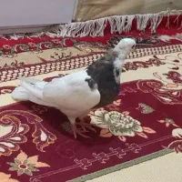 کبوتر جفت طوقی|پرنده|باوی, |دیوار