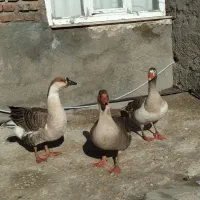 فروش‌غازمحلی