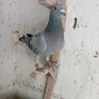 کبوتر گمشده ونکی